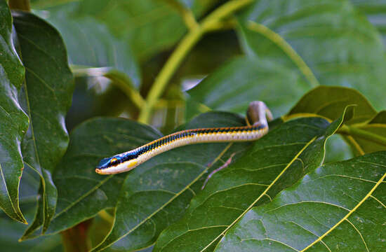 صورة Leptophis mexicanus yucatanensis Oliver 1942