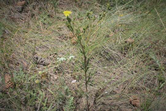 Image of Potentilla recta subsp. laciniosa (Kit. ex Nestler) Nyman