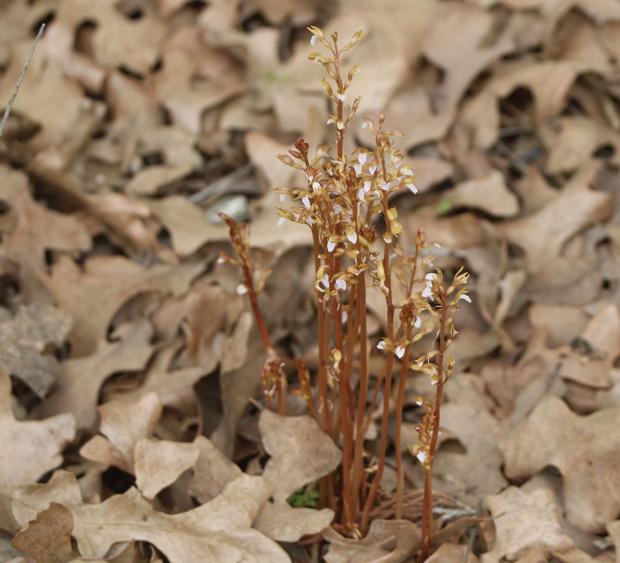 Image of Spring coralroot