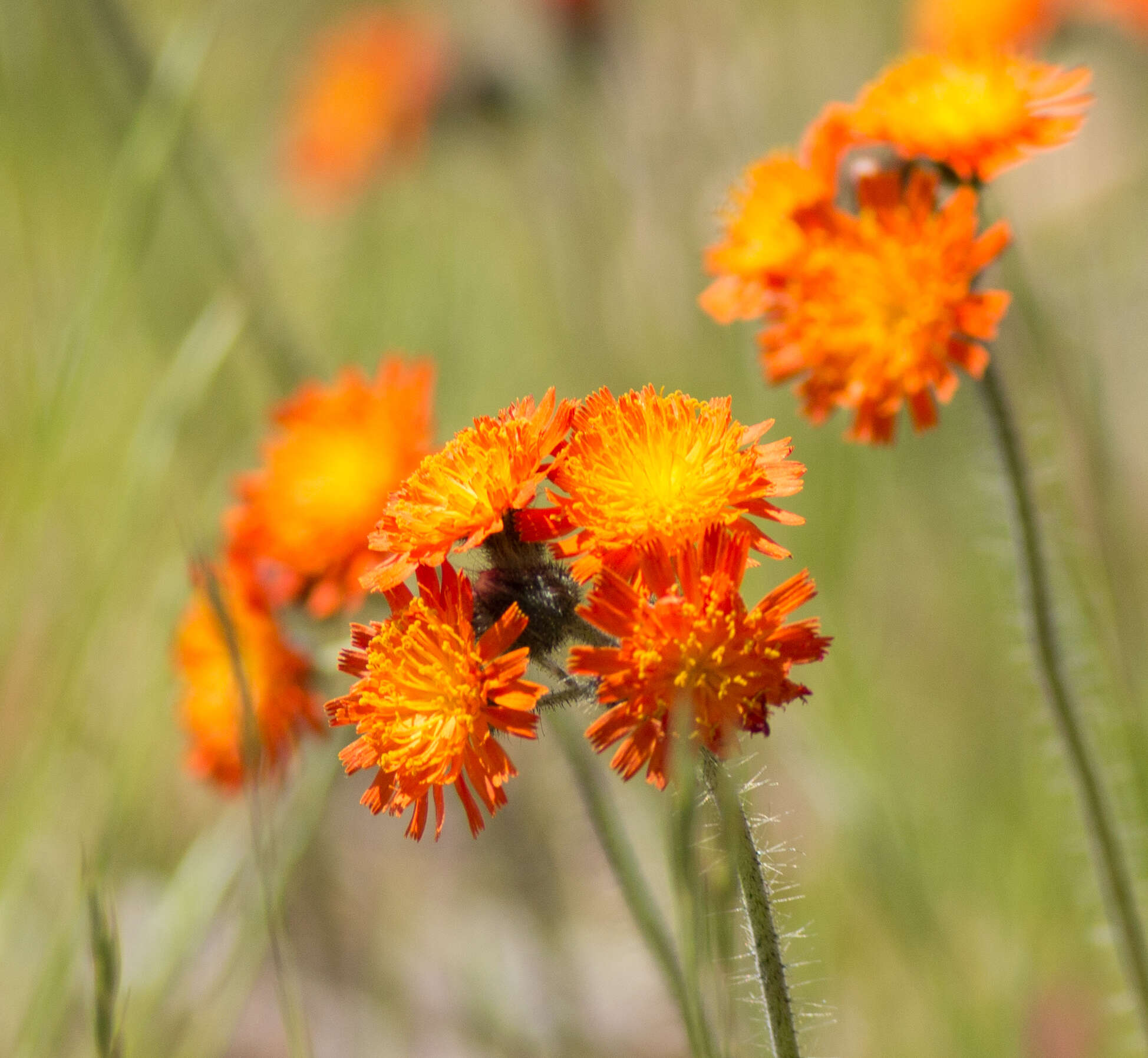 Imagem de Pilosella aurantiaca (L.) Sch. Bip., F. W. Schultz & Sch. Bip.