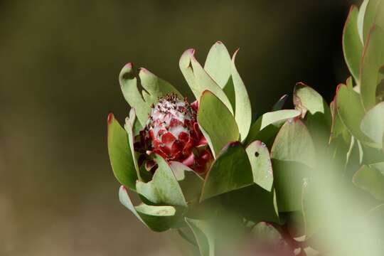 Image of Leucadendron pubibracteolatum I. J. M. Williams