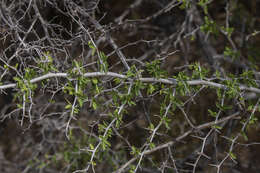 Image of bitter snakewood