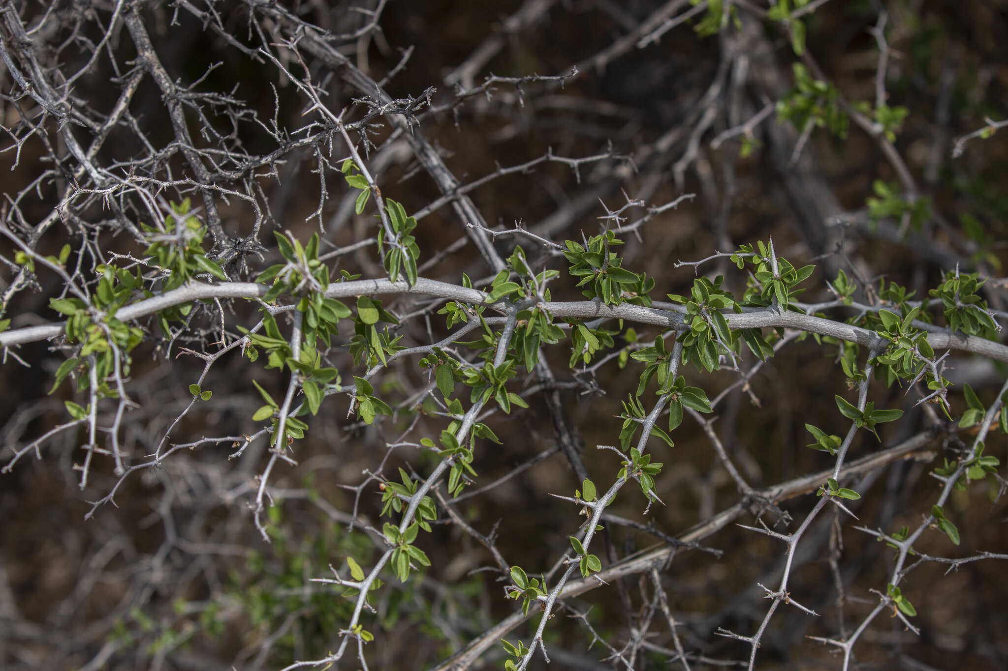 Image of bitter snakewood