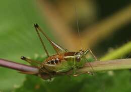 Image of Conocephalus (Anisoptera) signatus (Redtenbacher 1891)