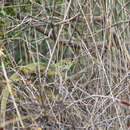 Image of Lacerta diplochondrodes dobrogica