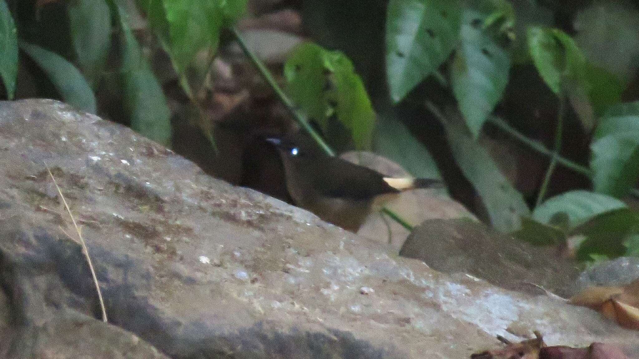 Image of Buff-rumped Warbler