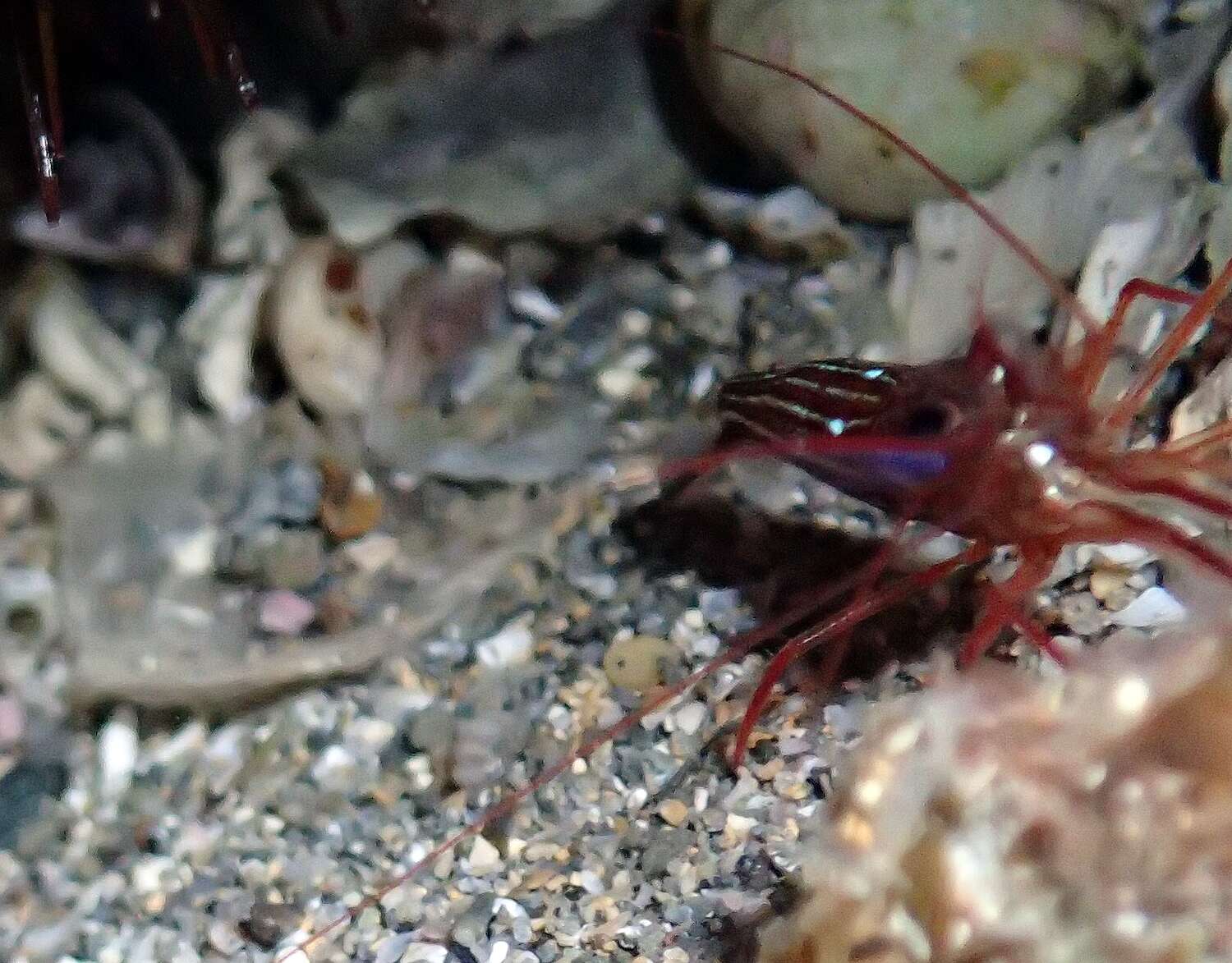 Image of Mediterranean cleaner shrimp