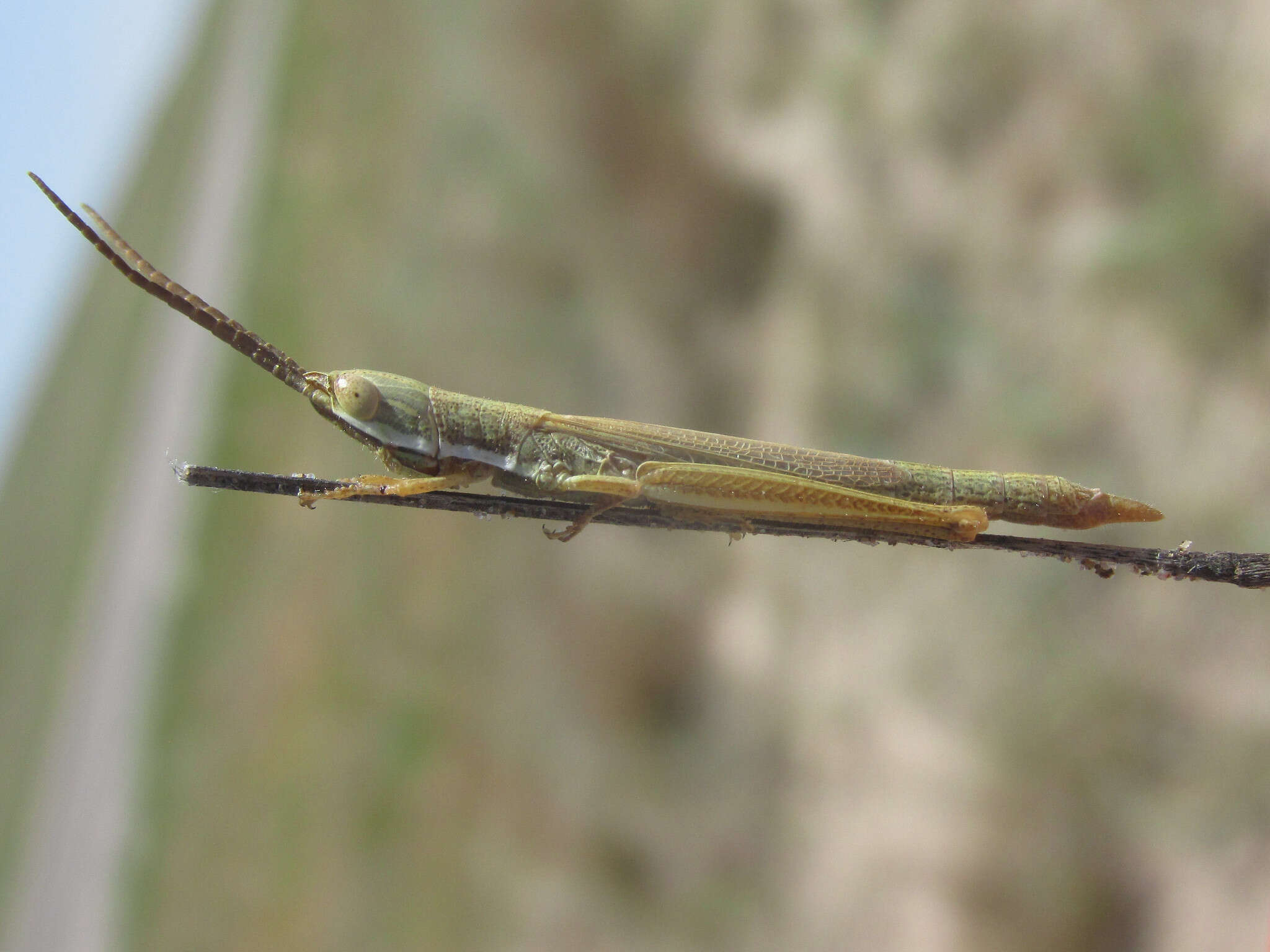 Image of Wyoming Toothpick Grasshopper