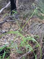 Image of Clematis linearifolia Steud.