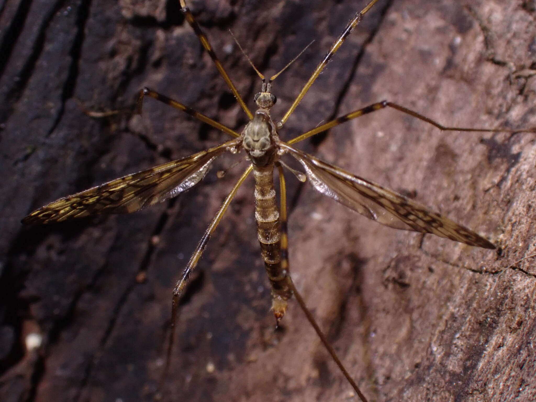 Imagem de Epiphragma (Epiphragma) ocellare (Linnaeus 1760)