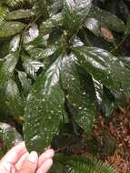 Слика од Lithocarpus amygdalifolius (Skan) Hayata