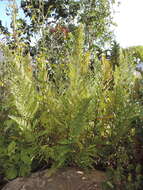 Image of Dryopteris athamantica (Kunze) O. Kuntze