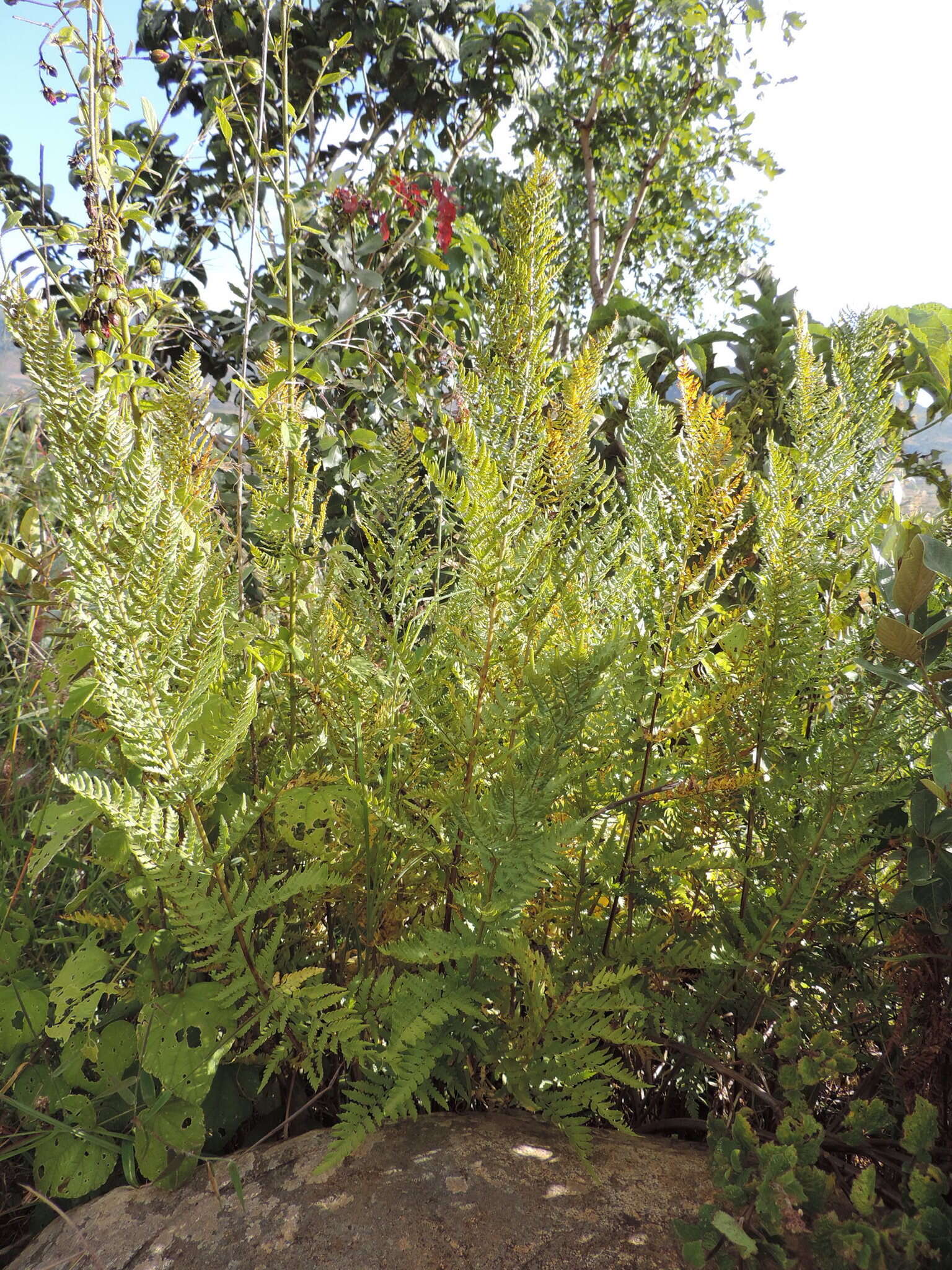 Image of Dryopteris athamantica (Kunze) O. Kuntze