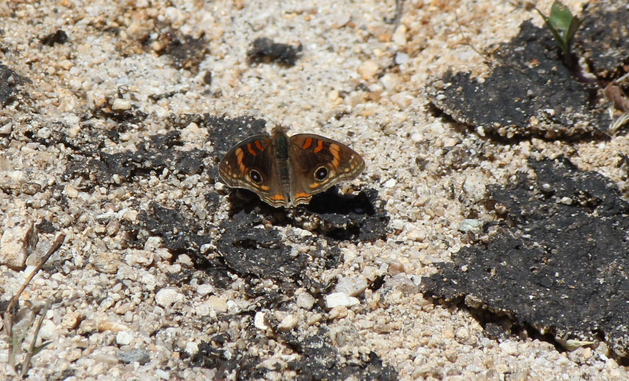 Image of Junonia nigrosuffusa Barnes & McDunnough 1916