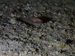 Image of Barred Cardinalfish