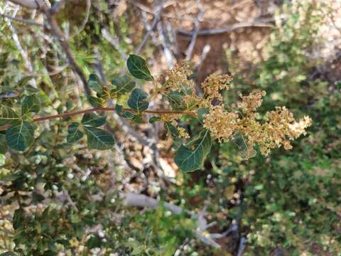 Image of Searsia populifolia (Sond.) Moffett