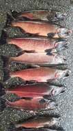 Image of Coho Salmon