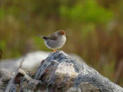 Imagem de Cisticola fulvicapilla silberbauer (Roberts 1919)