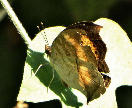 Plancia ëd Junonia terea elgiva Hewitson 1864