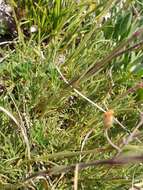 Image of Silene caryophylloides (Poir.) Otth