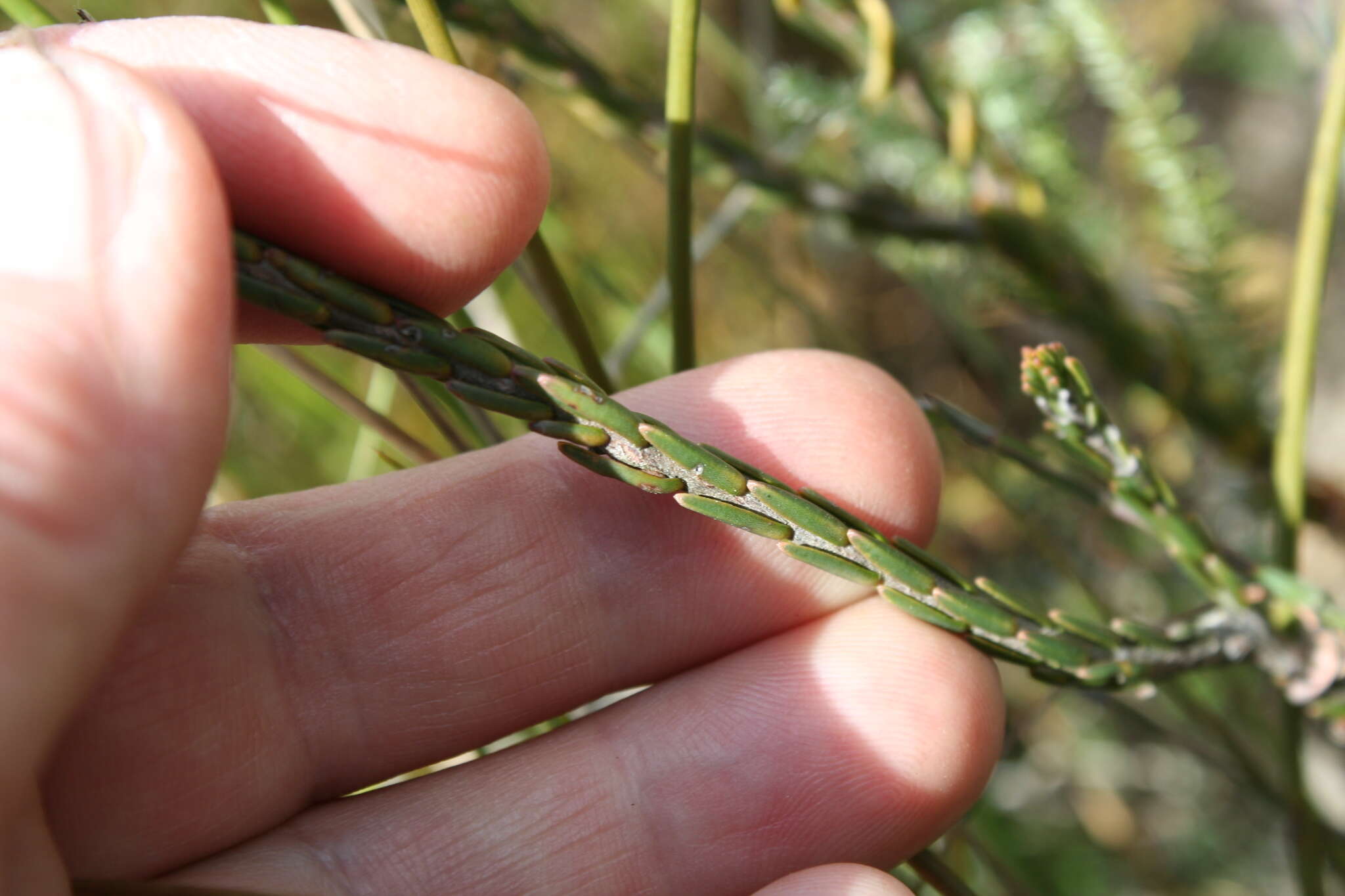 Image of Lachnaea eriocephala L.