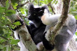 Image of indri