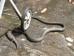 Image of Eastern brown snake