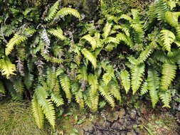 Austroblechnum durum (T. Moore) Gasper & V. A. O. Dittrich的圖片