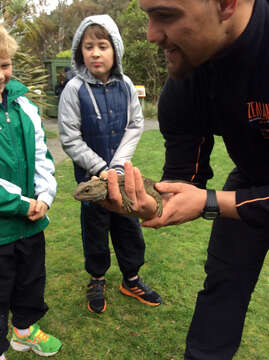 Image of Tuatara