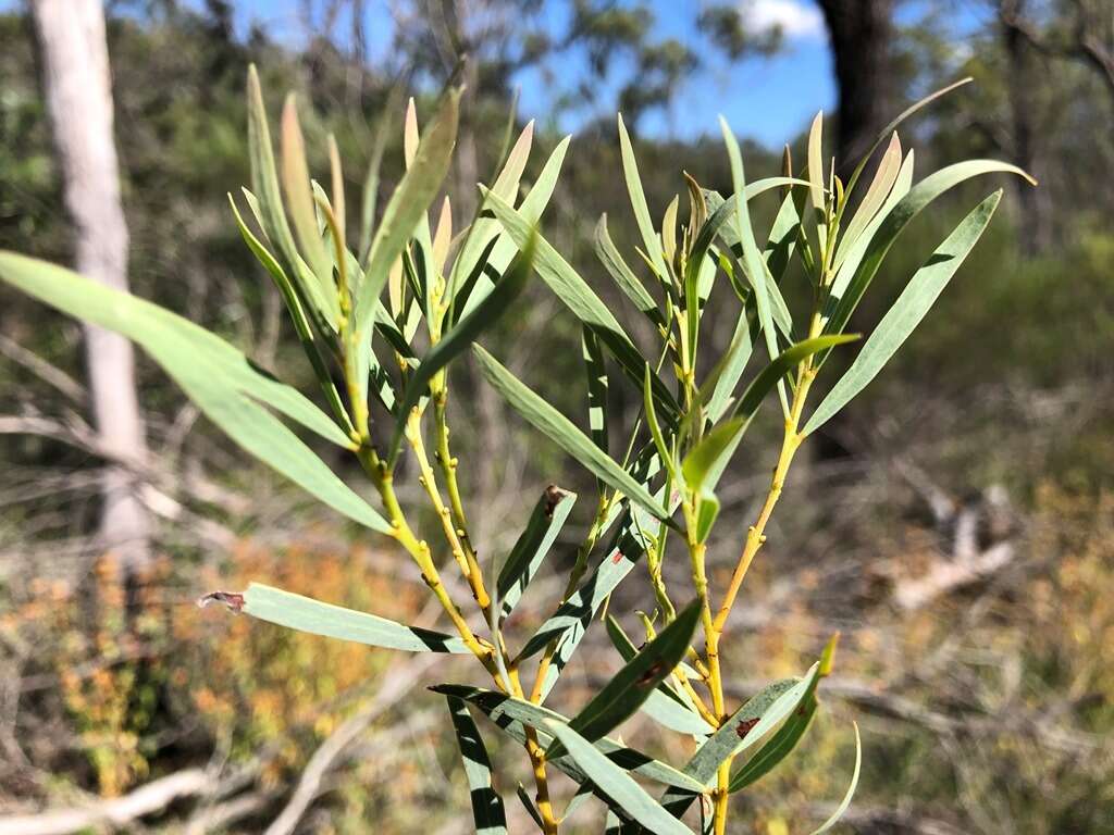 Image of graceful wattle