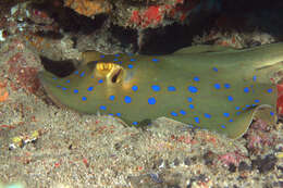 Image of Oceania fantail ray