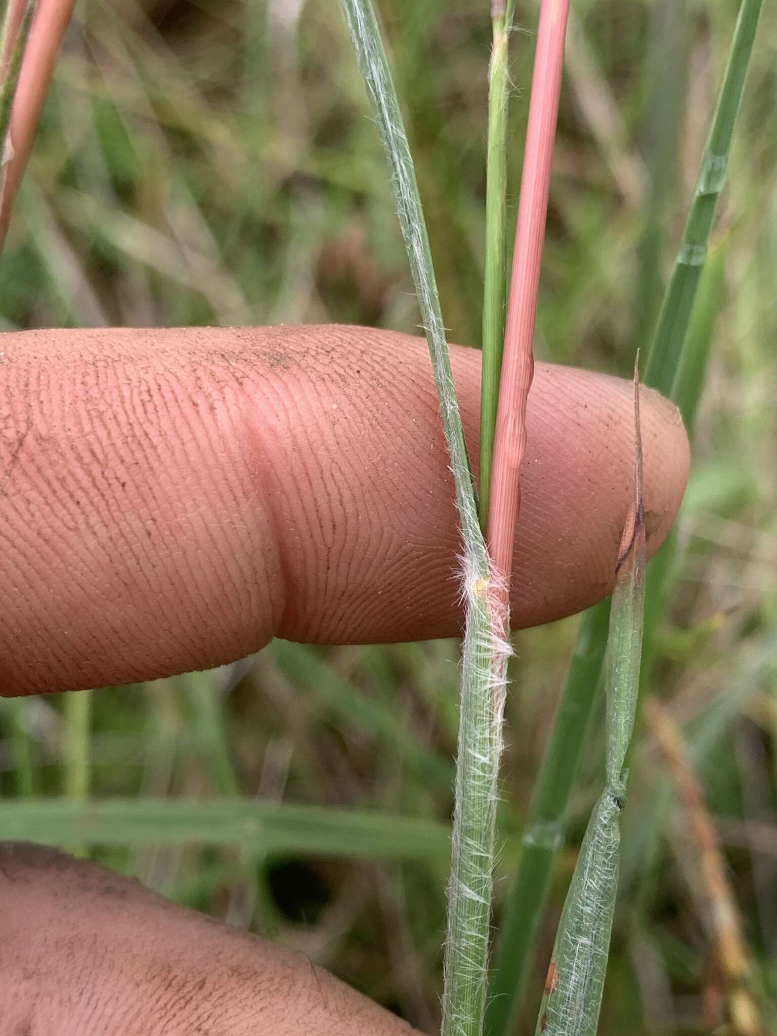 Schizachyrium scoparium subsp. divergens (Hack.) Gandhi & Smeins resmi