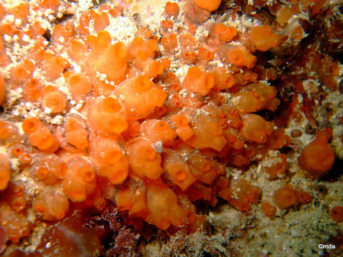 Image of orange sea grapes