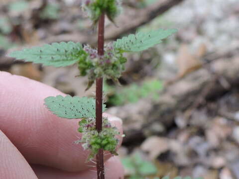 Слика од Urtica chamaedryoides Pursh