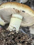 Imagem de Pholiota brunnescens A. H. Sm. & Hesler 1968