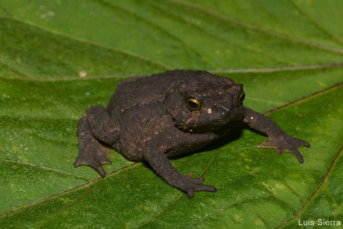 Plancia ëd Rhinella ruizi (Grant 2000)