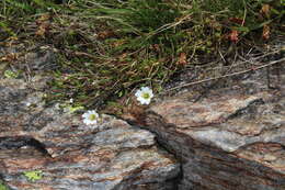 Plancia ëd Cerastium cerastoides (L.) Britton