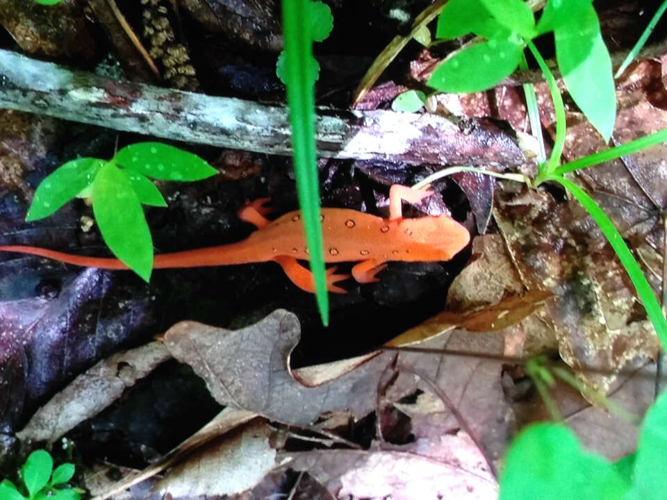 Image of Notophthalmus viridescens viridescens