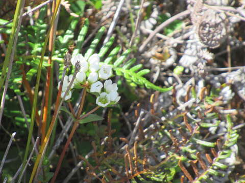 Image de Gentianella chathamica subsp. chathamica