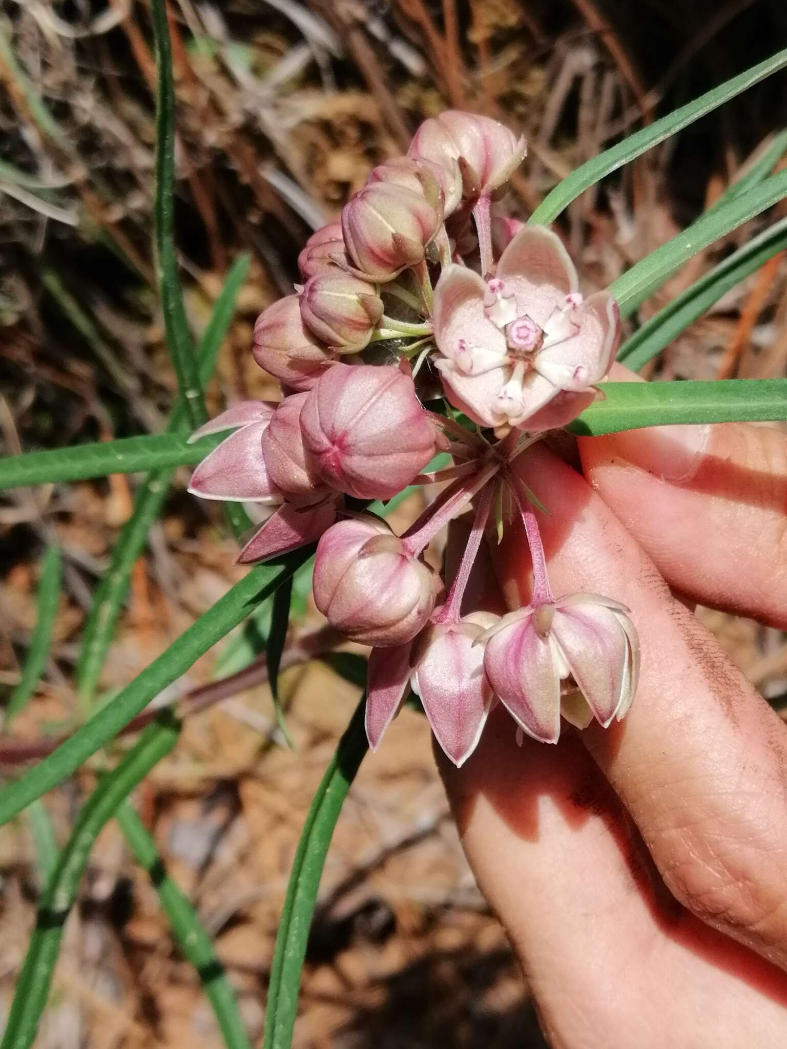 Image of Asclepias circinalis (Decne.) R. E. Woodson