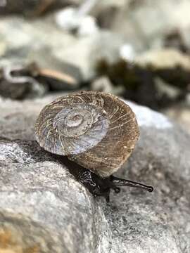 Image of <i>Oreohelix elrodi</i> (Pilsbry 1900)