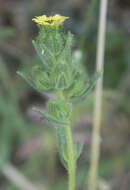 Image of slender tarweed