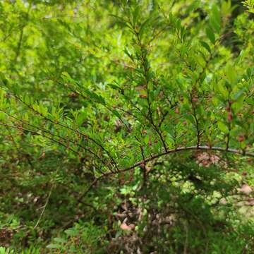 Image de Phyllanthus myrtifolius (Wight) Müll. Arg.