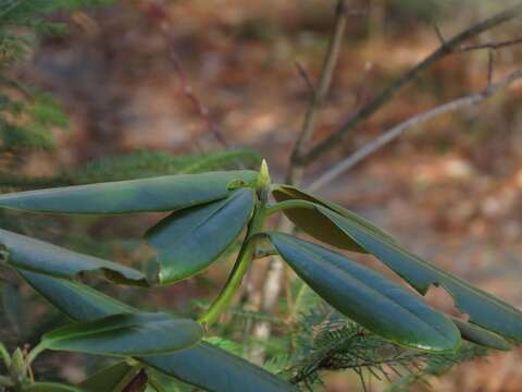 صورة Rhododendron brachycarpum D. Don ex G. Don