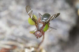 Image of Tritoxa cuneata Loew 1873