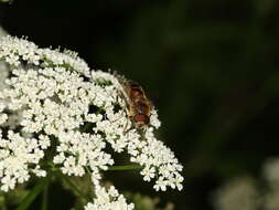 Слика од Eristalis pertinax (Scopoli 1763)