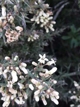 صورة Colletia hystrix Clos