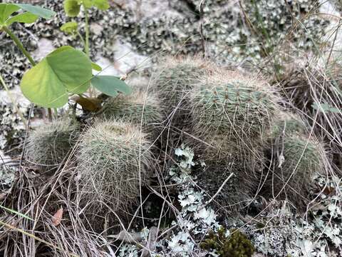 Image of Cactus