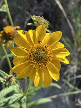 Image of longleaf crownbeard