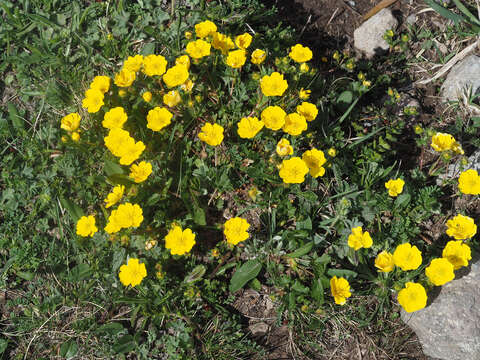 Image of Potentilla crantzii (Crantz) Beck